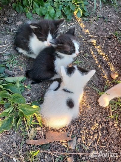 Котята в добрые руки бесплатно