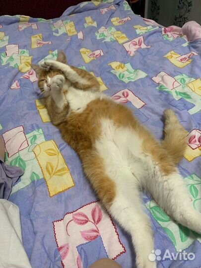 Отдам котика в добрые ручки