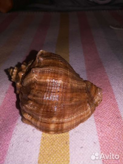 Ракушка морская большая