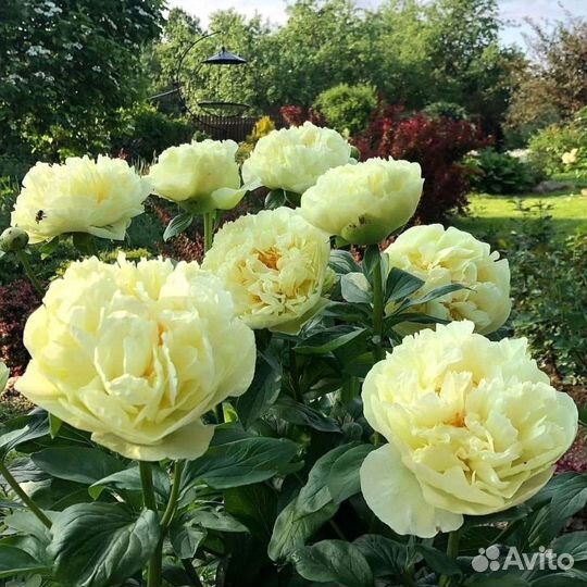 Пионы корни Лемон Шифон