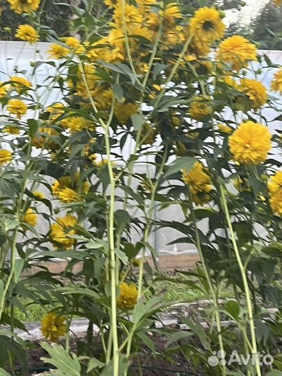 Золотые шары цветы