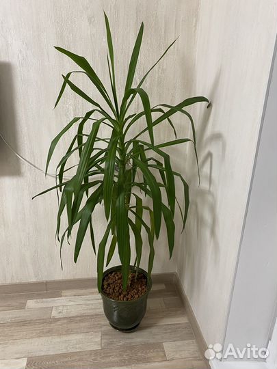 Пальма юкка большой цветок