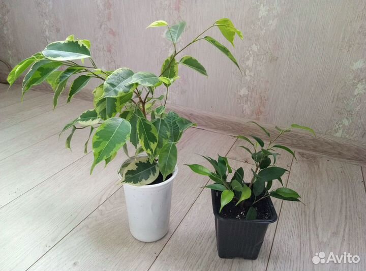 Фикус мелколистный