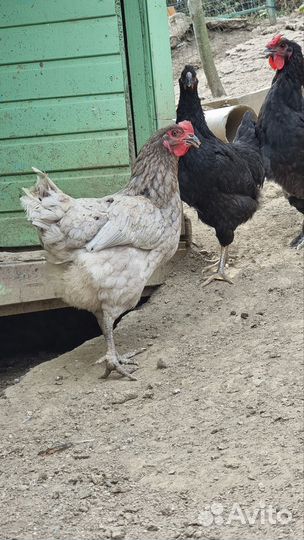Куры несушки