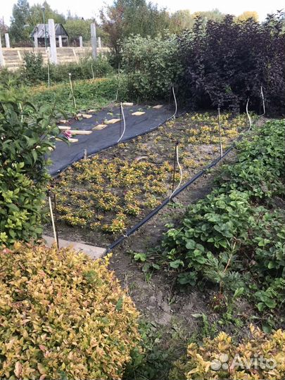 Спирея японская Голден Принцесс