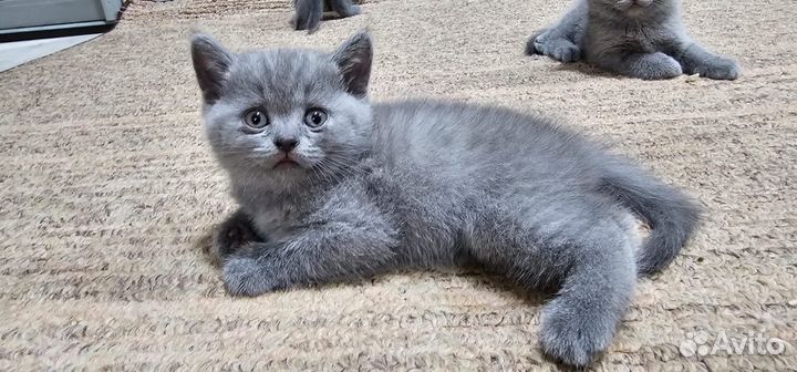 Британские котята