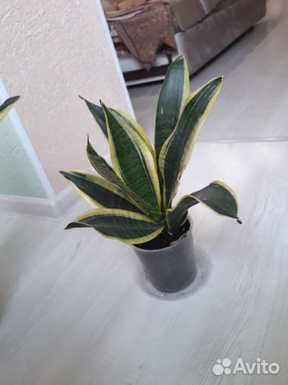 Комнатные растения