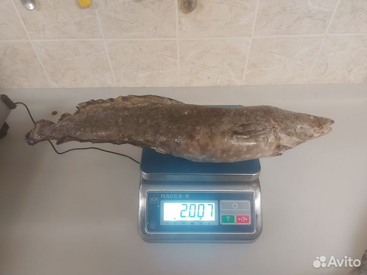 Свежая рыба налим