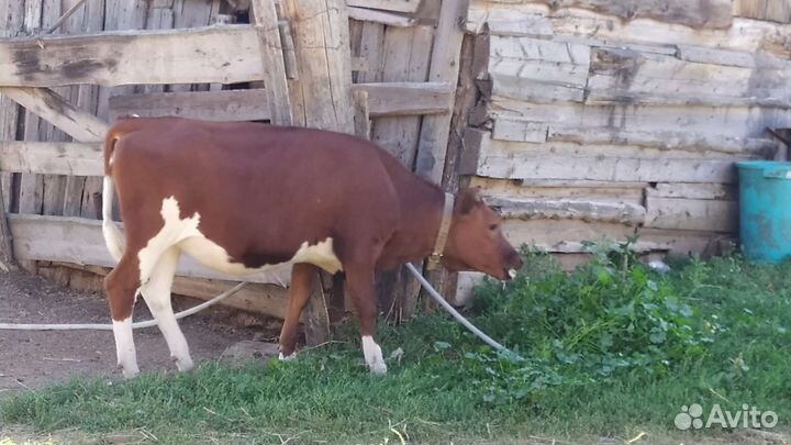 Телка годовалая продается