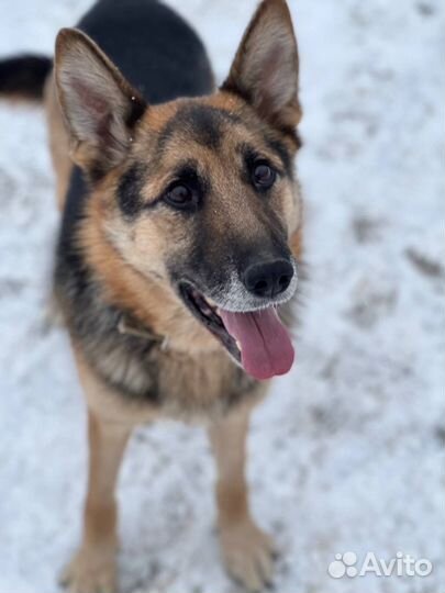 Собака в добрые руки овчарка