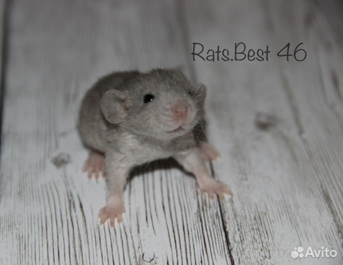 Крысята из питомника