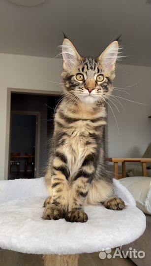 Котята Мейн Кун