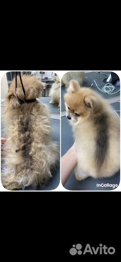 Груминг обучение