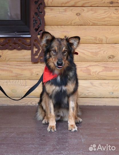 Позитивный песик Рэкс в добрые руки