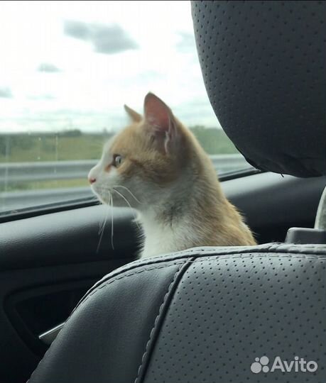 Кошечка Симба в добрые ручки