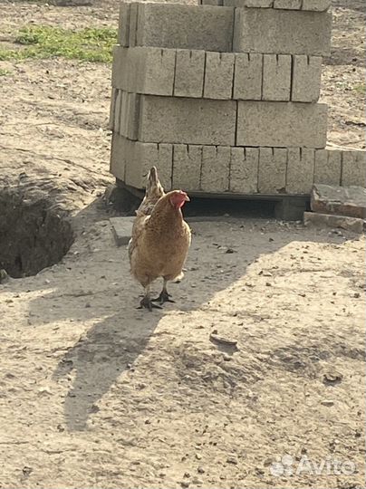 Куры несушки продам