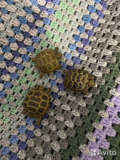 Черепаха сухопутная маленькая