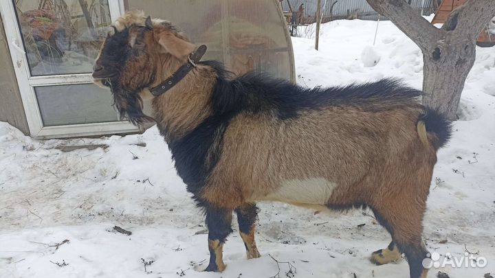 Козёл на вязку
