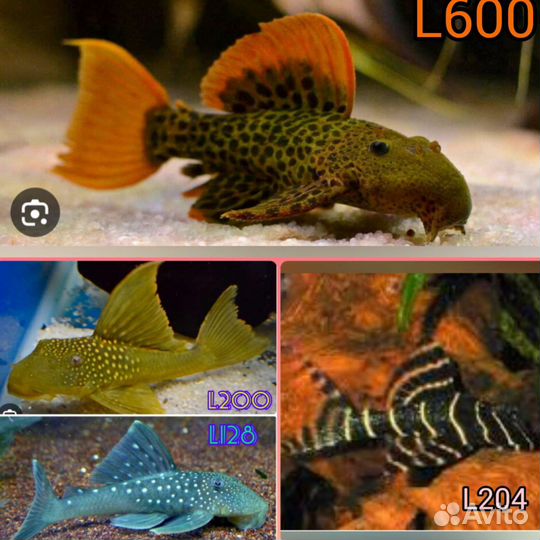 Излишки номернных сомов