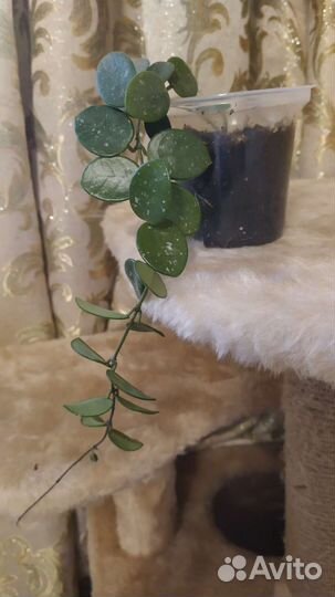 Хойя Матильда