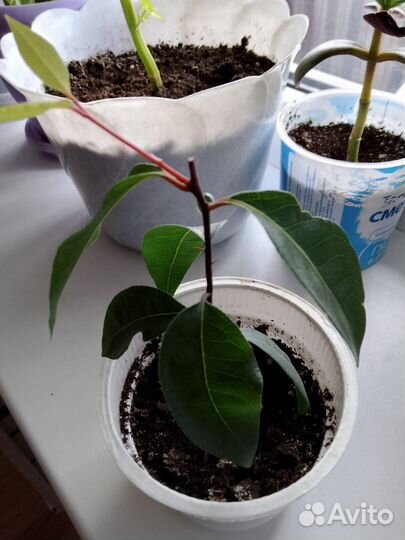 Лавровый лист, лавр благородный