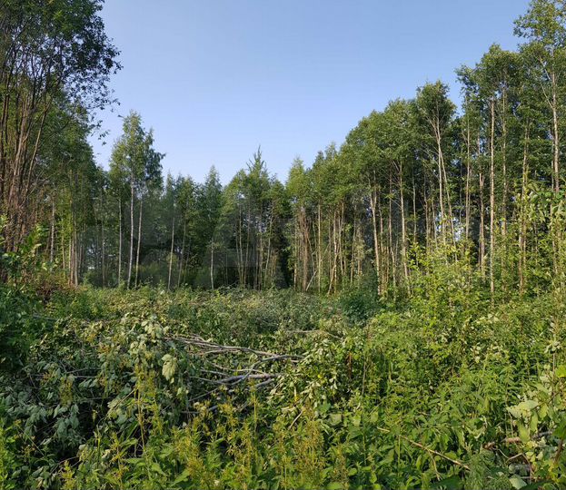 Участок 8 сот. (ИЖС)