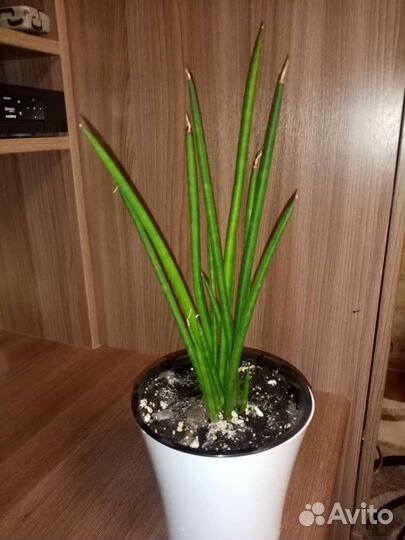 Сансевиерия