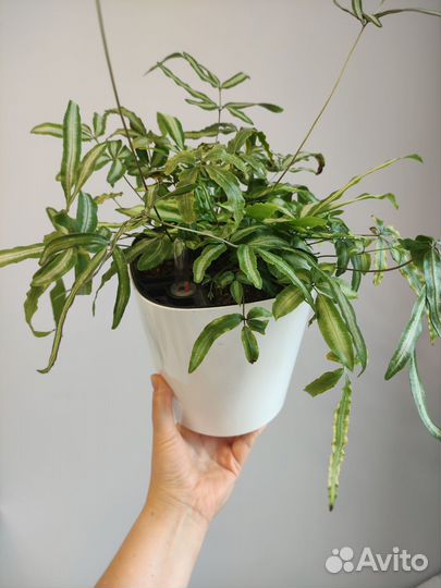 Папоротник птерис