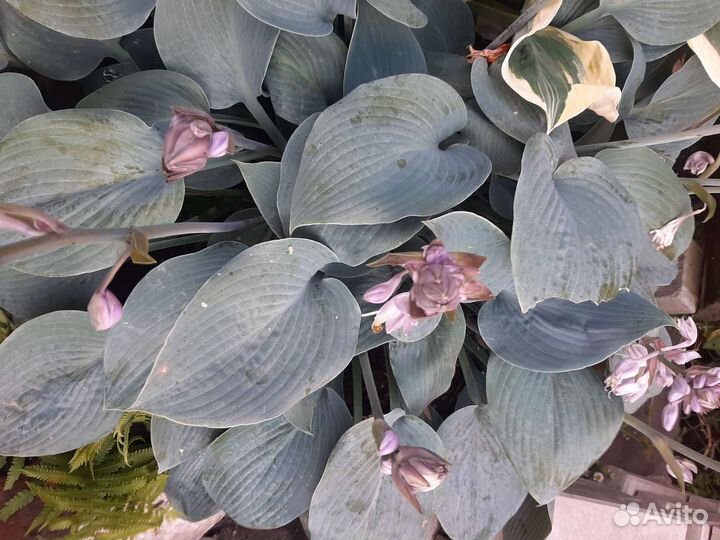 Лилейники и хосты