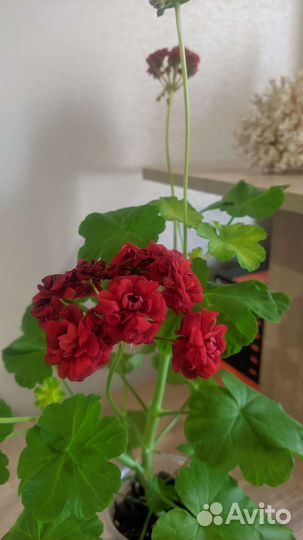 Пеларгония розебудная