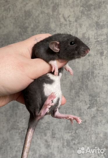 Крысята Дамбо девочки