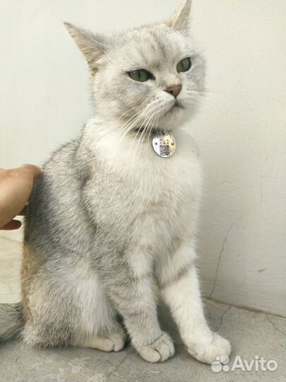 Адресник для домашних питомцев