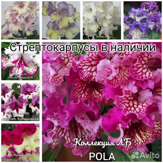 Сортовые стрептокарпусы