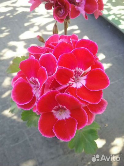 Пеларгония сортовая