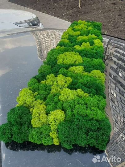 Стабилизированный мох панно