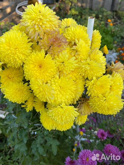 Садовые цветы