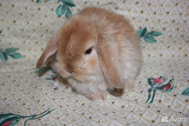Вислоухие крольчата Mini Lop