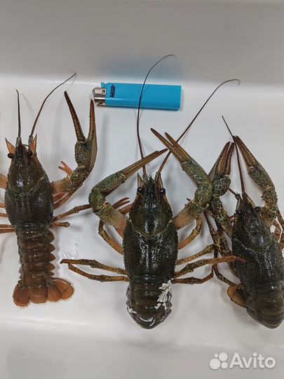 Живые раки (Свежий привоз)