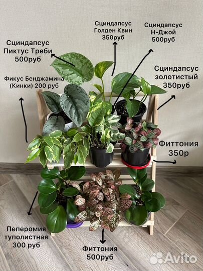 Комнатные растения цветы