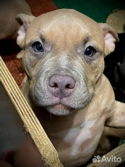 Американский булли покет