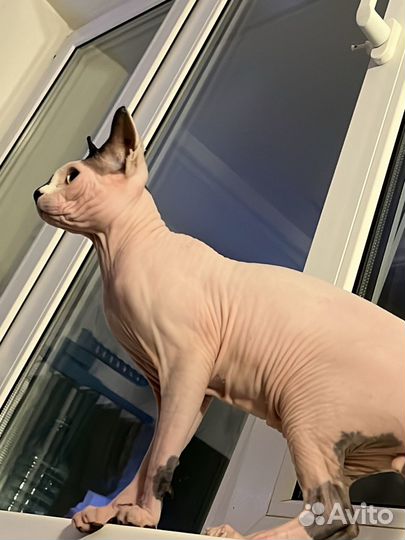 Канадский сфинкс вязка