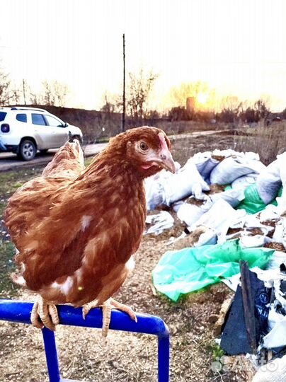 Куры молодки Супер Ник, Родинит, Доминант