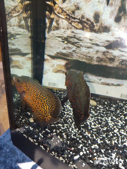 Астронотусы