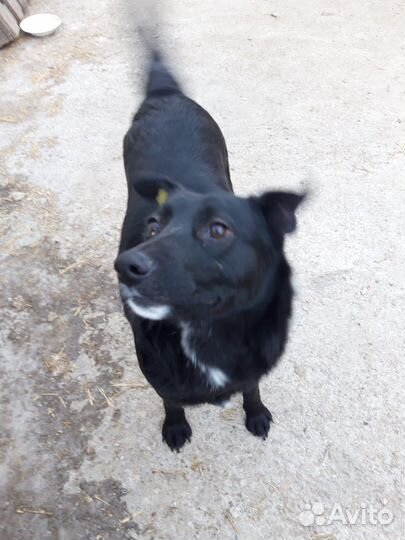 Помогите Собака в добрые руки