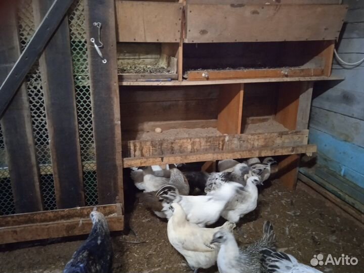 Лакеданзи серебро цыплята