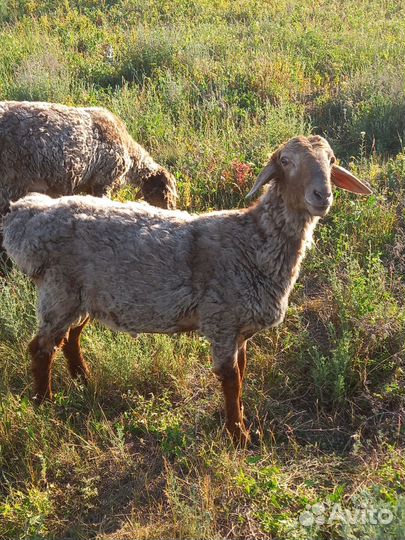 2 гиссара мясного типа -курдюк небольшой1,2года