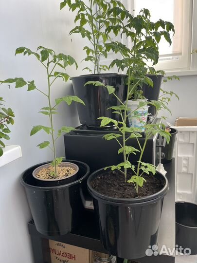 Рассада помидор Черри балконное чудо