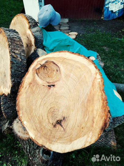 Срез дерева спил торцевой