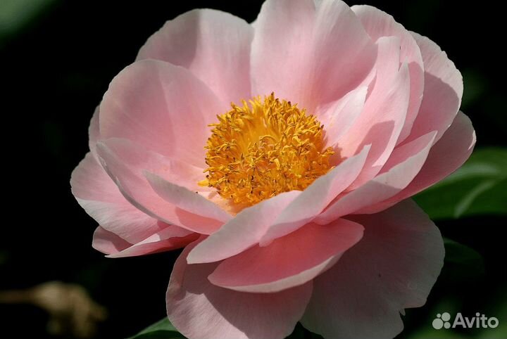 Пион Сэлмон Дрим