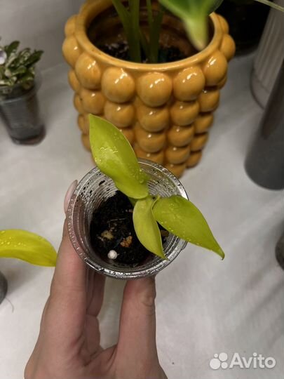 Филодендрон малай голд (локи голд)